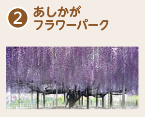 あしかがフラワーパーク