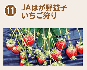 ＪＡはが野益子観光いちご団地（いちご狩り）入園割引券のご案内